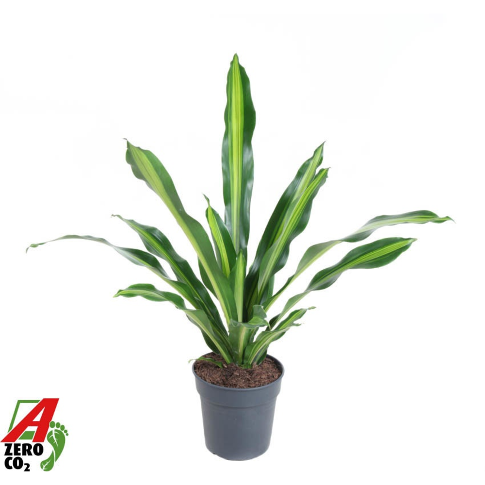 Dracaena Burley kopstek P24.