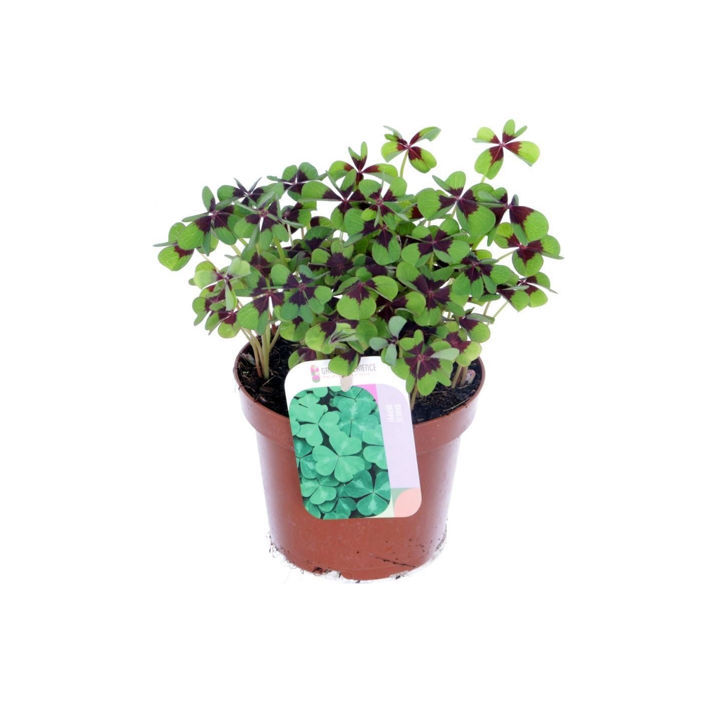 Oxalis deppei.