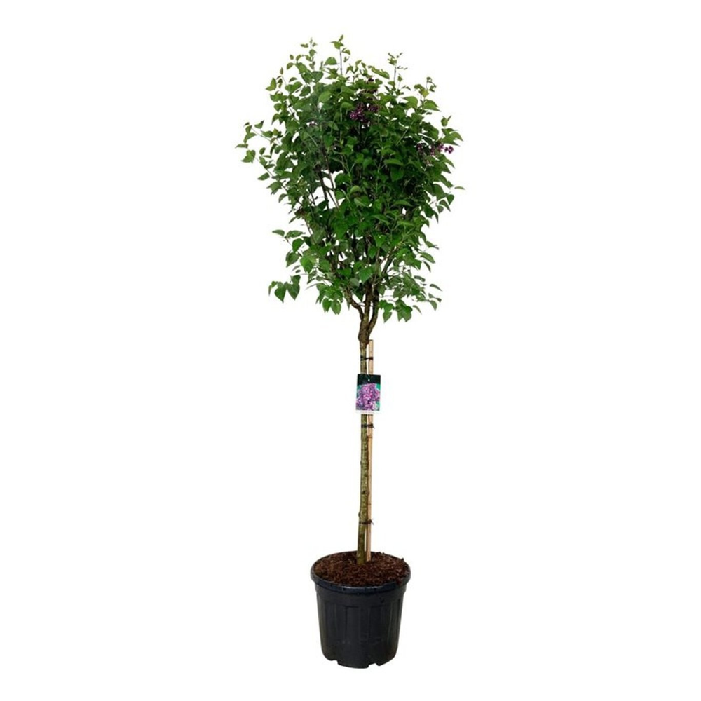 Syringa v. 'Charles Joly'.