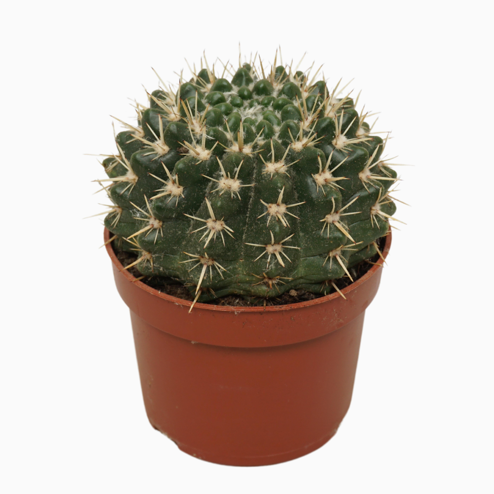 Notocactus mammulosus 10,5 cm.