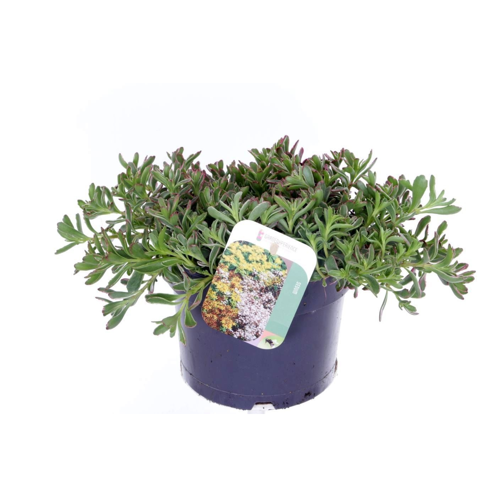 Sedum spurium Tricolor.