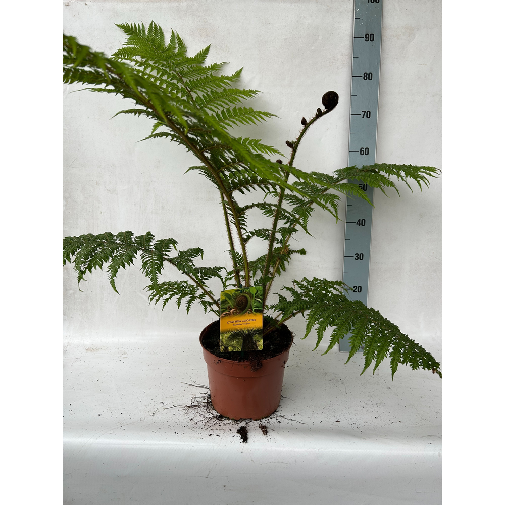 Cyathea Cooperii (Australian Tree Fern).