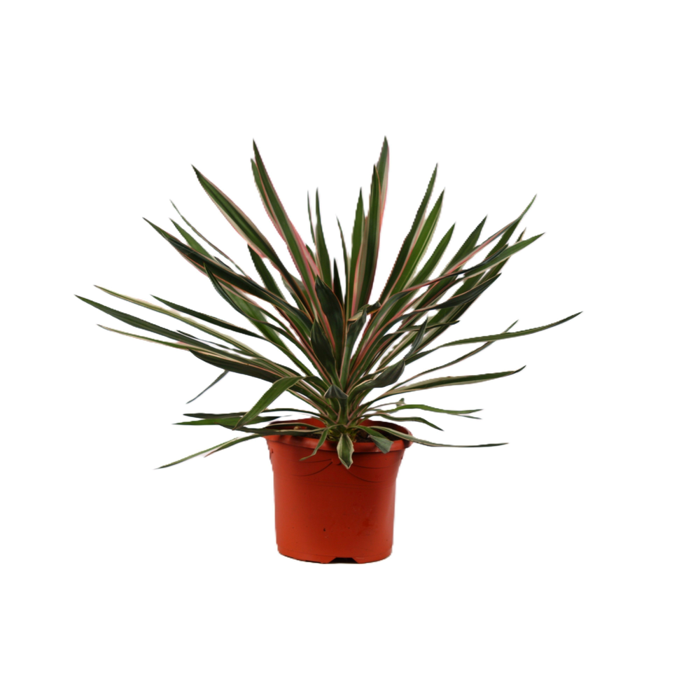 Yucca gloriosa Silver.