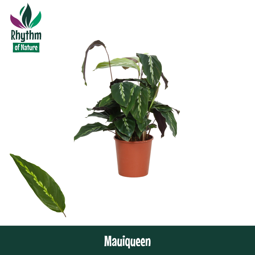 Calathea 12cm Mauiqueen Rhythm of Nature.
