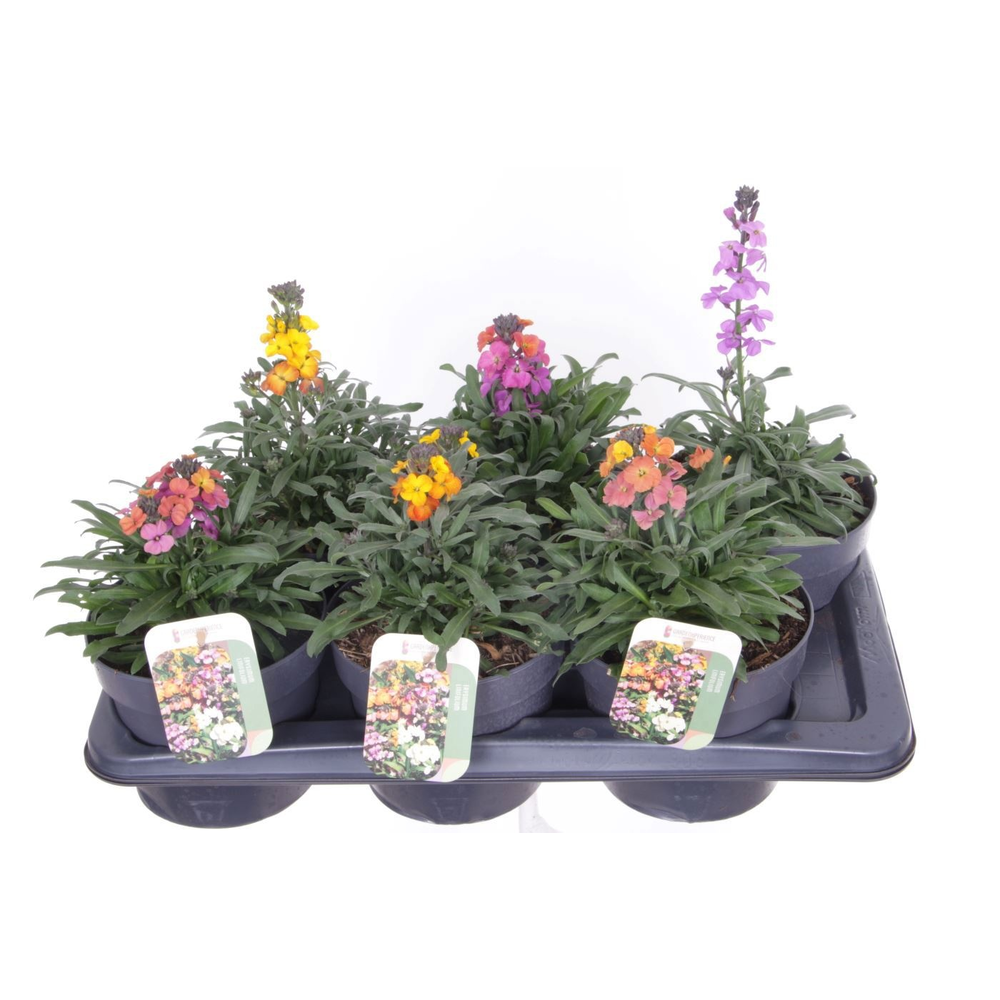 Erysimum linifolium mix.