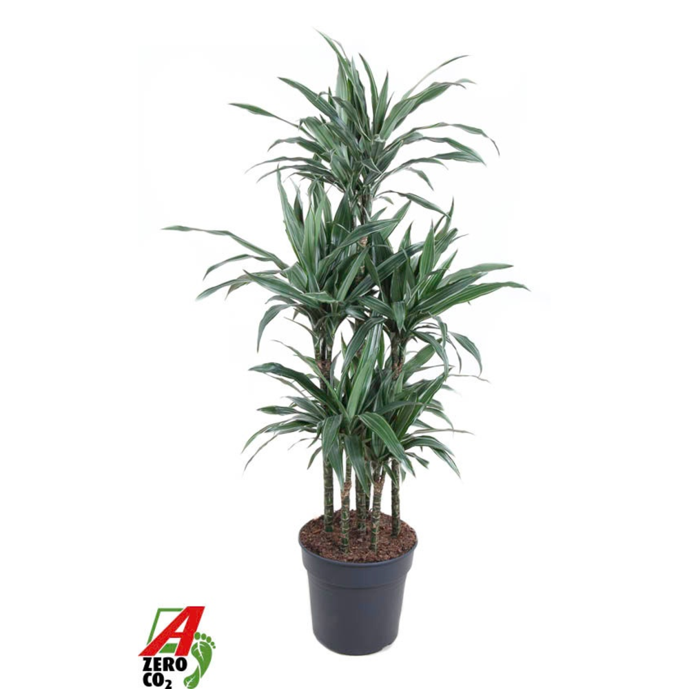 Dracaena Warneckei 90-carrousel.