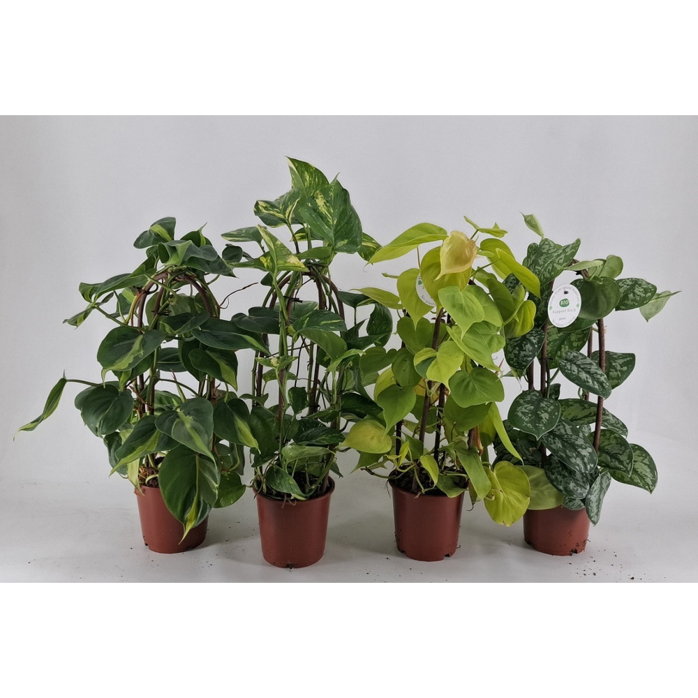 Epipremnum MIX kratiste klimstok 40 CM.
