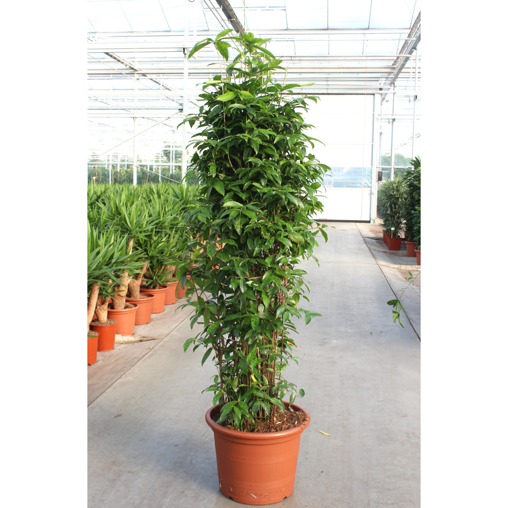 Dracaena Surculosa.