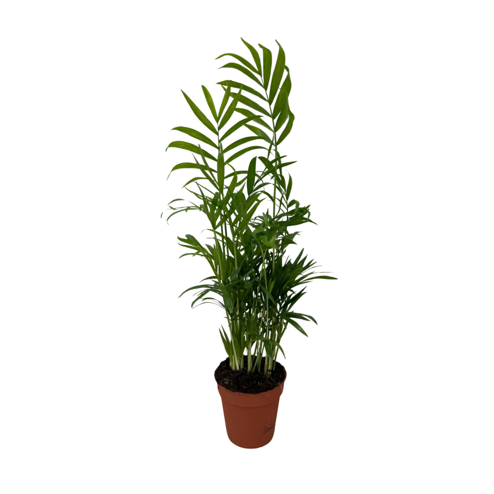 Chamaedorea Elegans p9 38-43cm.