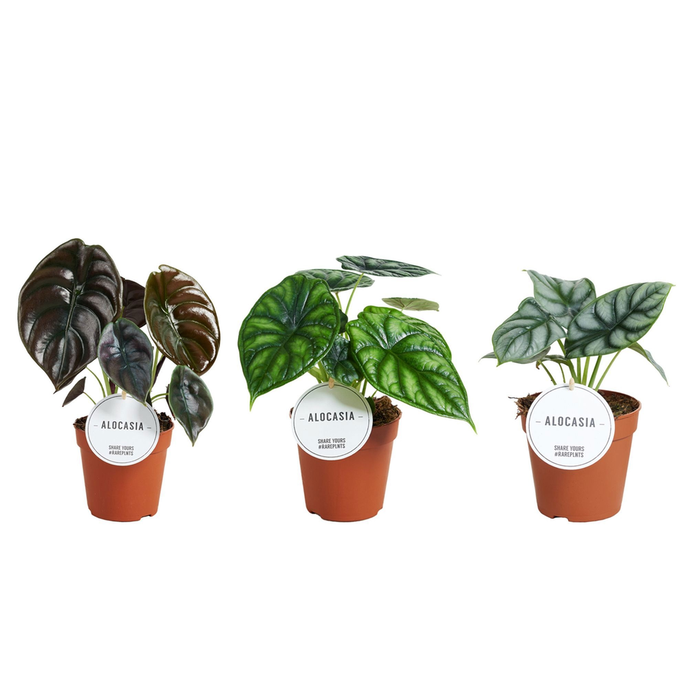 Alocasia Mix.