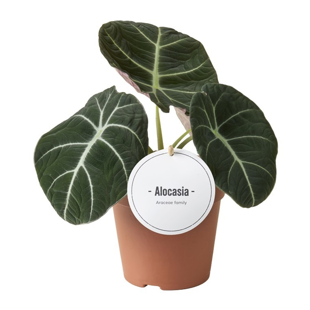 Alocasia Black Velvet.
