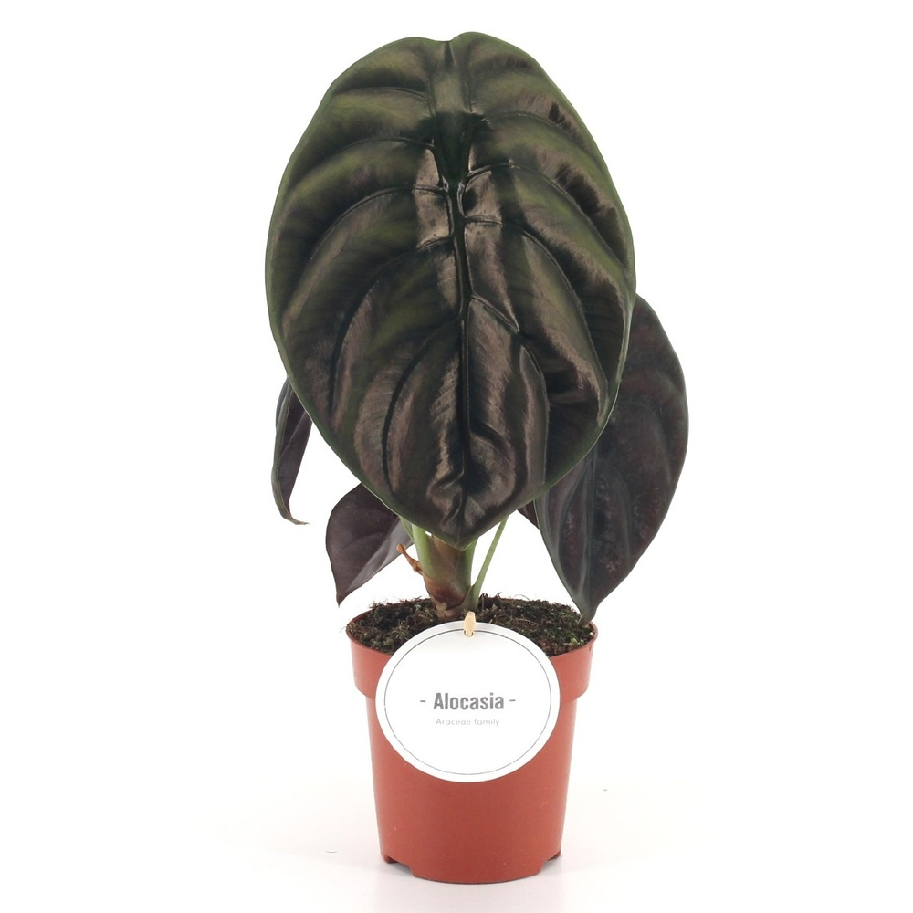 Alocasia Red Secret.