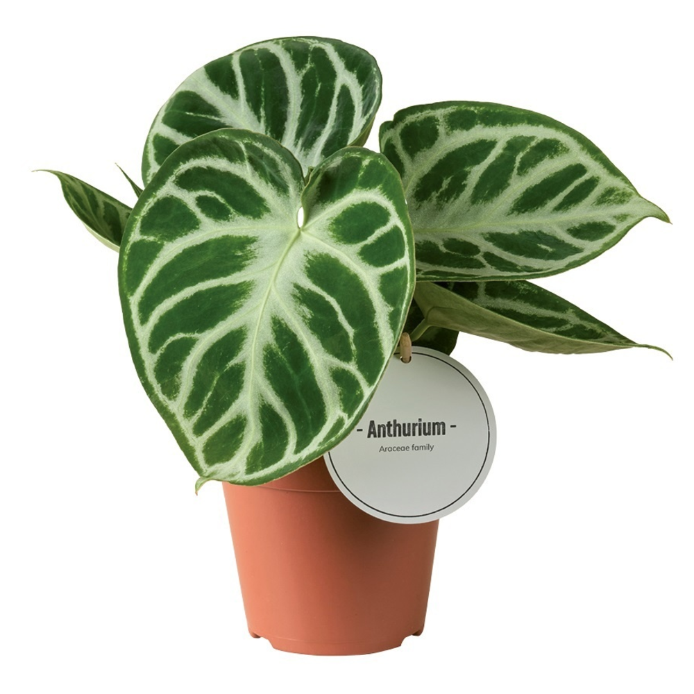 Anthurium Silver Blush.