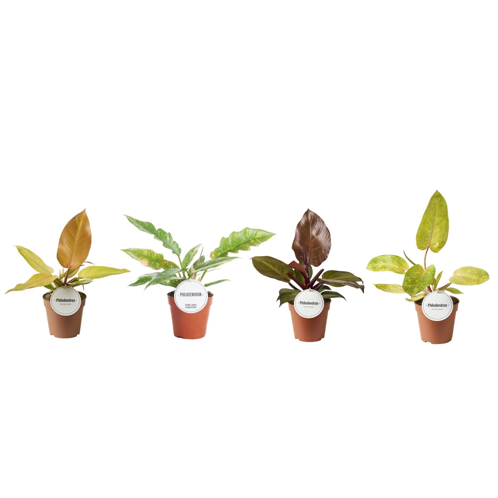 Philodendron Mix.