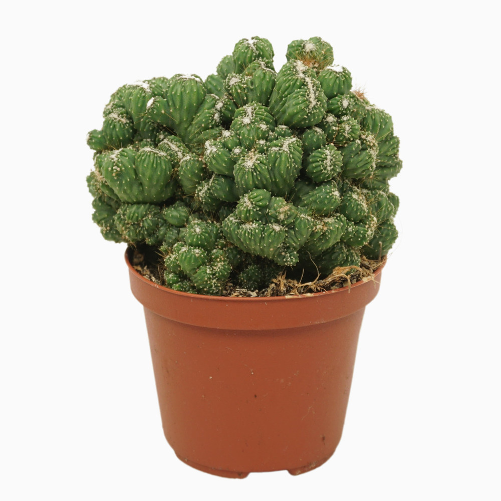 Cereus peruvianus 'Monstrosus' cristata 13 cm.