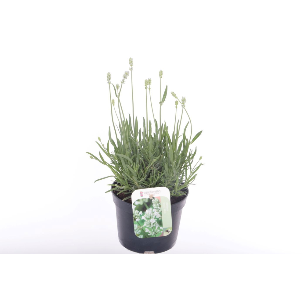 Lavandula ang. Auromatico Silver.