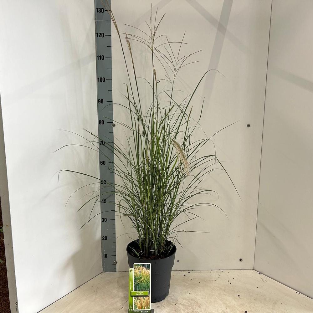 Miscanthus sin. 'Yakushima Dwarf'.