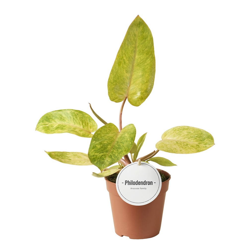 Philodendron Painted Lady.