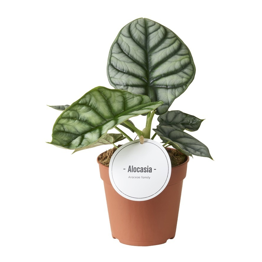 Alocasia Silver Dragon.