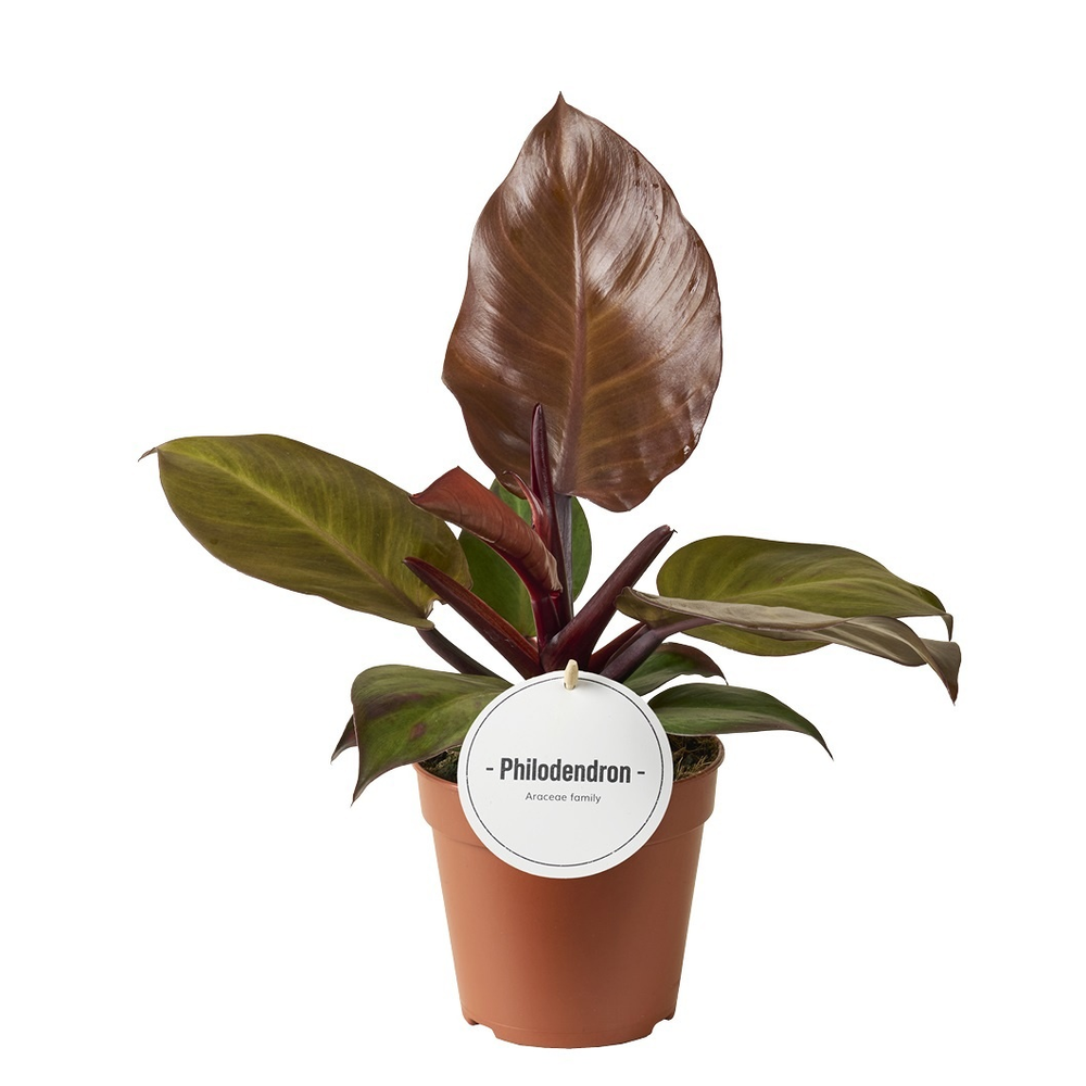 Philodendron McColley's Finale.