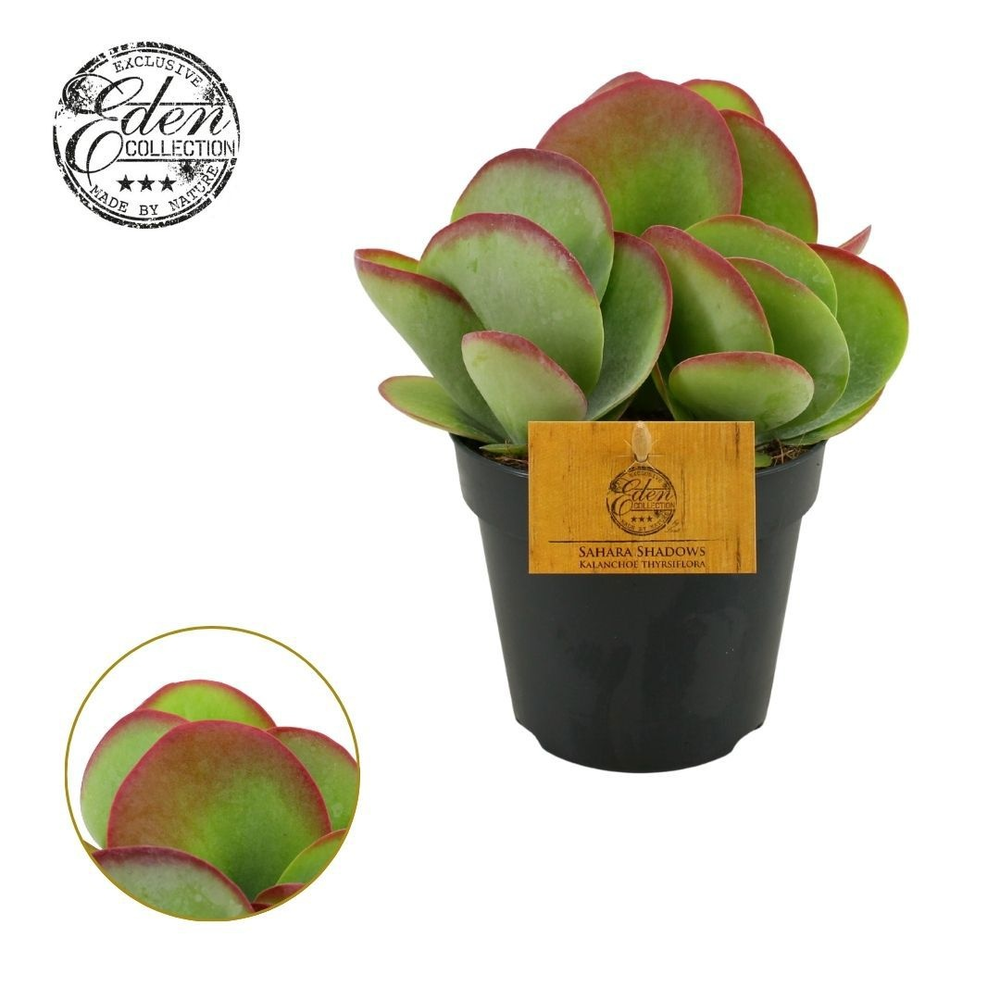 Kalanchoe Thyrsiflora 12cm.
