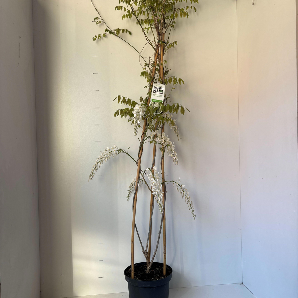 Wisteria sinensis 'Alba' (piramide).