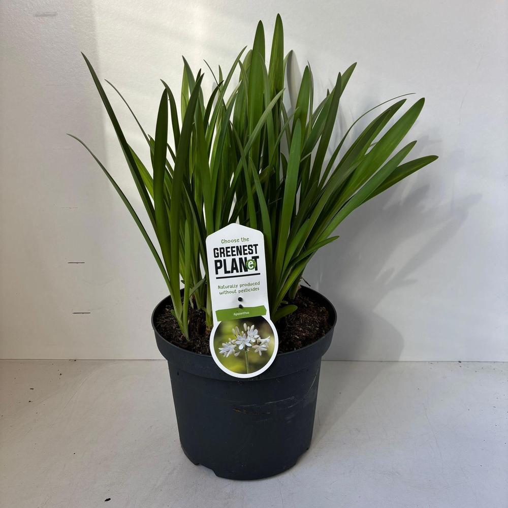 Agapanthus 'Leicester'.