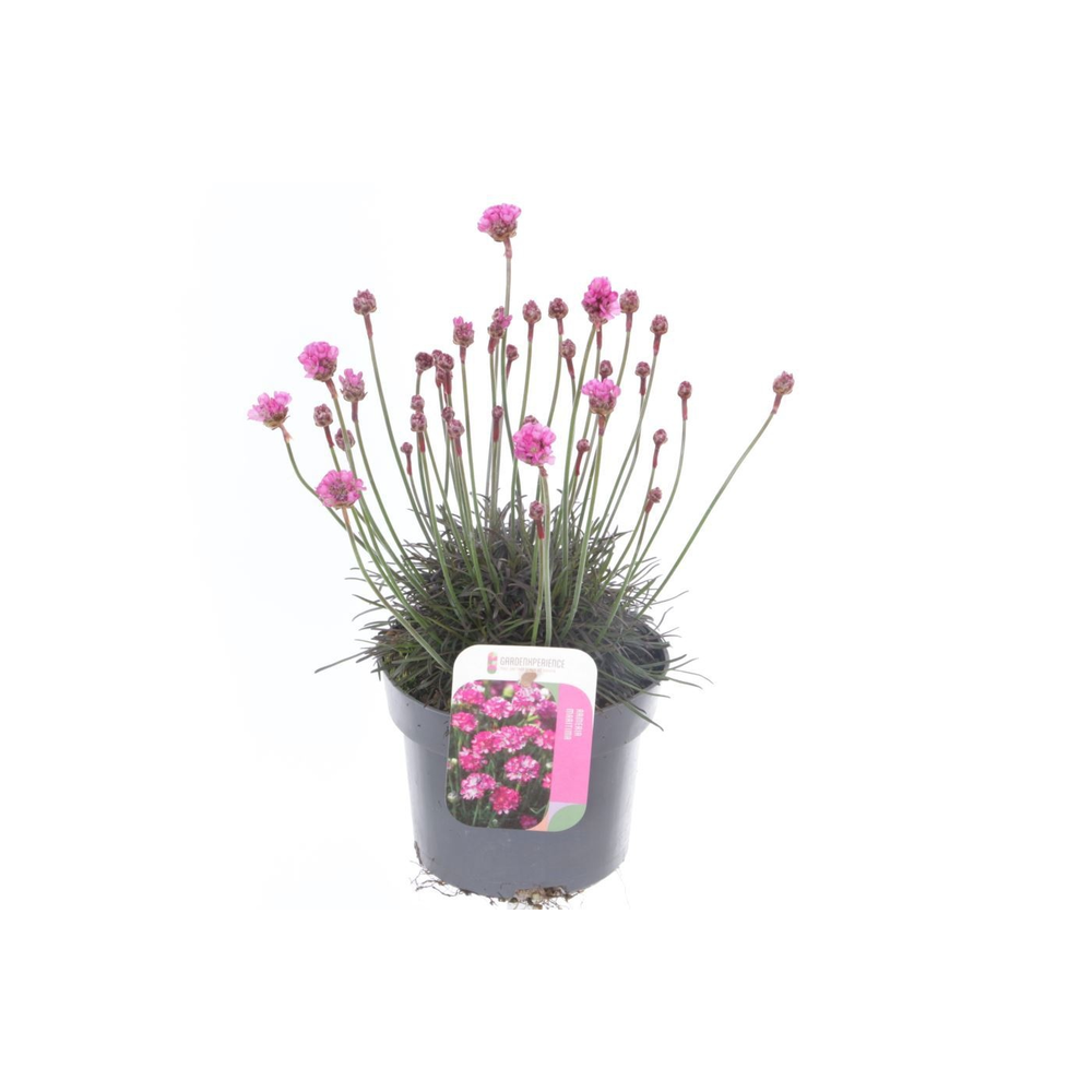 Armeria maritima Vesuvius.