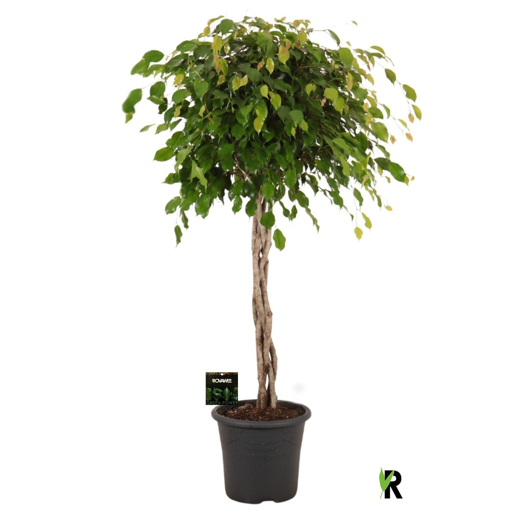 Ficus benj. Exotica gevlochten stam in sierpot.