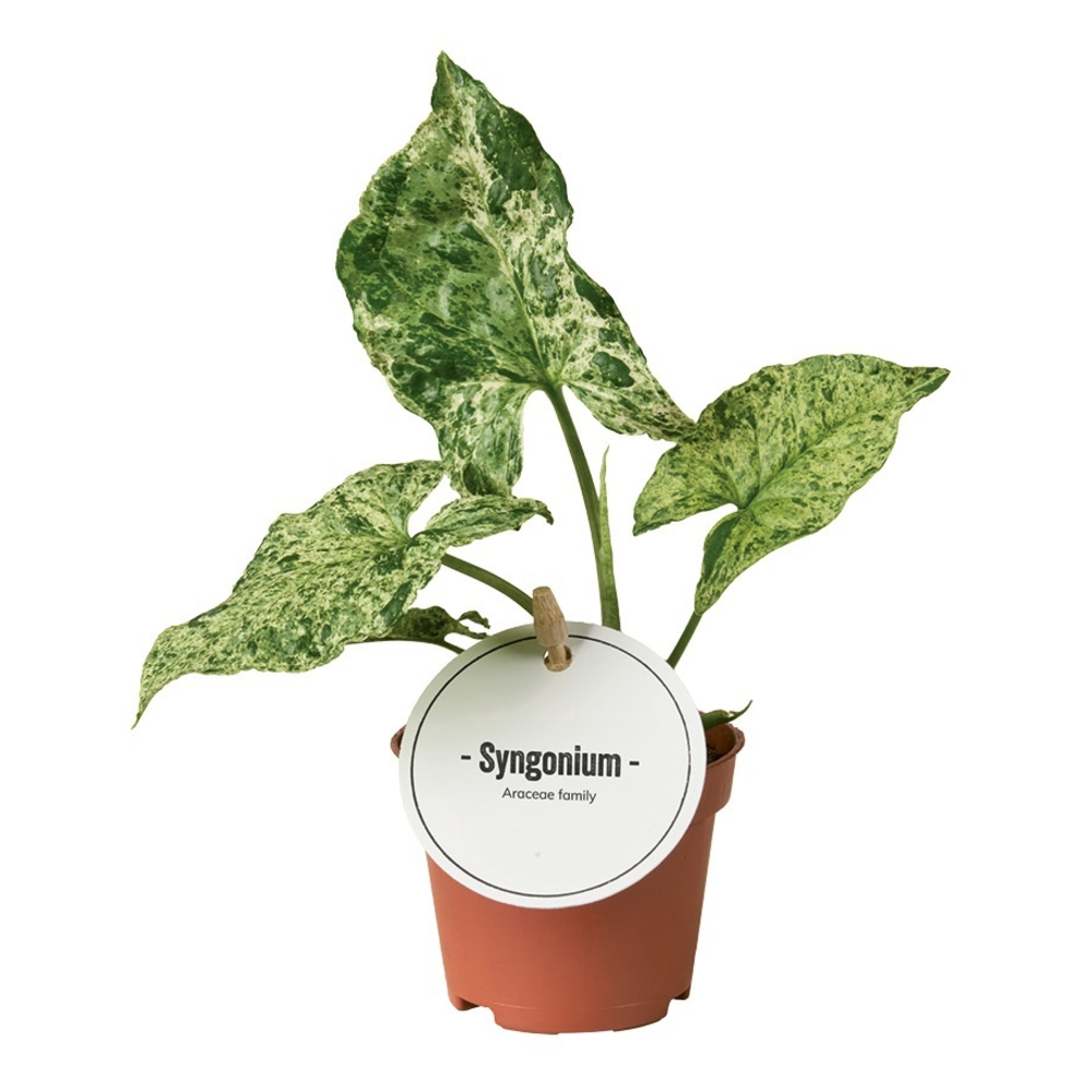 Syngonium Mottled.