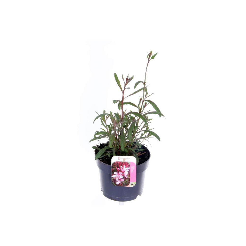 Gaura lind. Gaudi Rose.