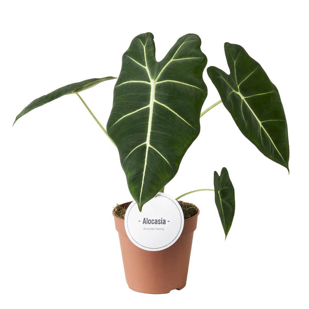 Alocasia Frydek.