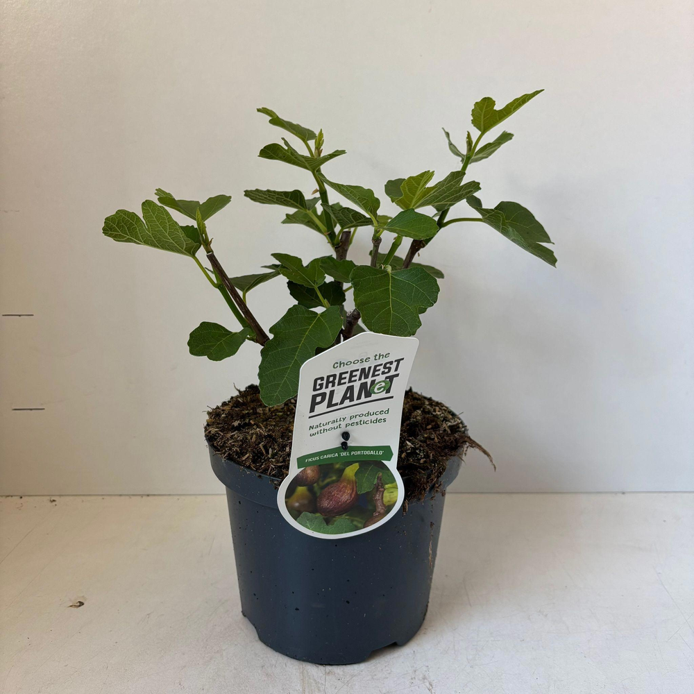 Ficus carica 'Del Portugallo'.