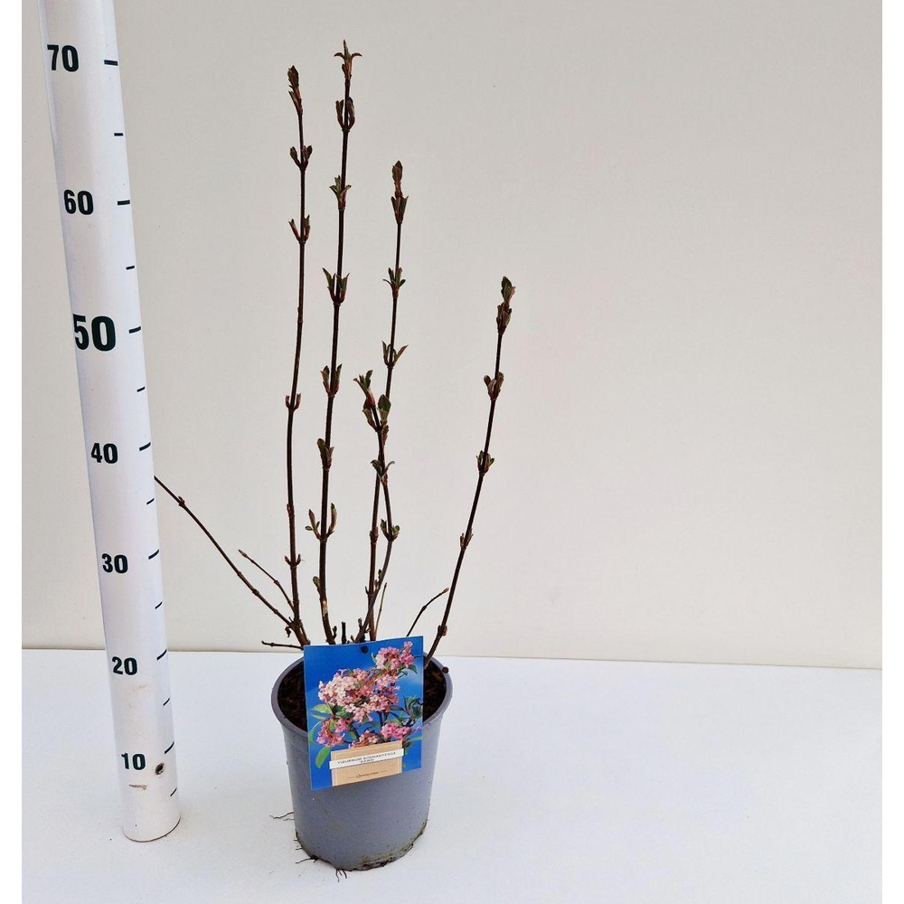 Viburnum bodnantense 'Dawn'.