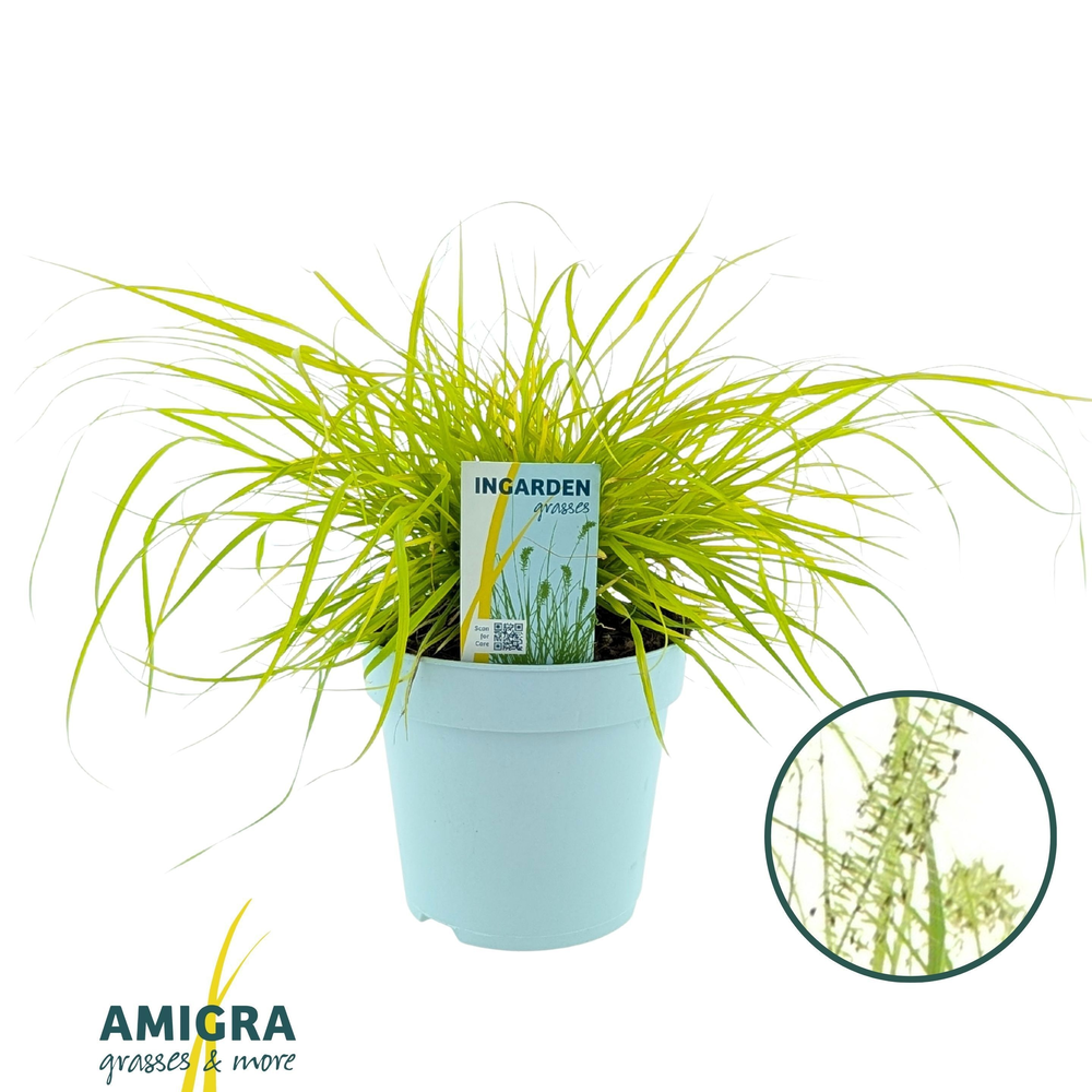 Pennisetum alopecuroides 'Hameln Gold'.