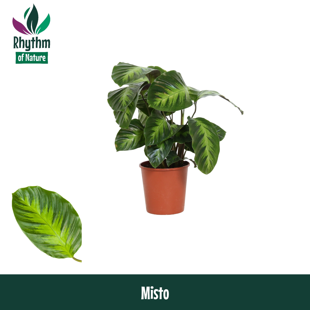 Calathea 12cm Misto Rhythm of Nature.