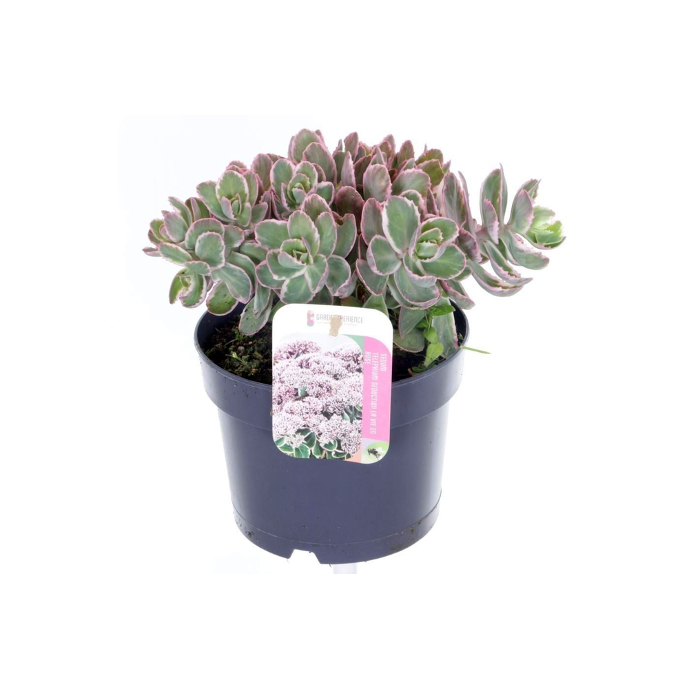 Sedum telephium La Vie en Rose.