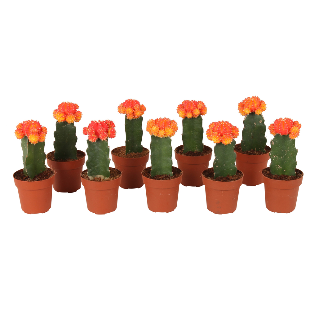Gymno rood geent 8,5 cm.
