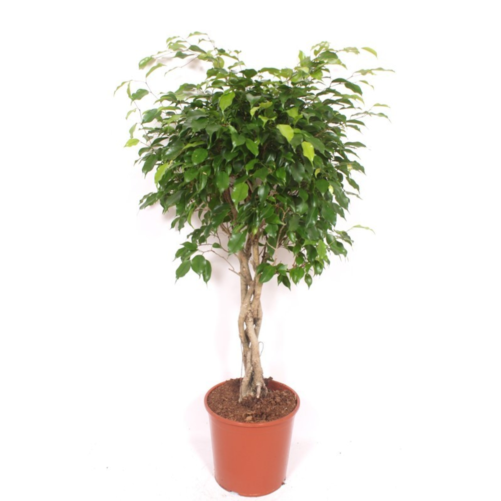 Ficus Exotica.
