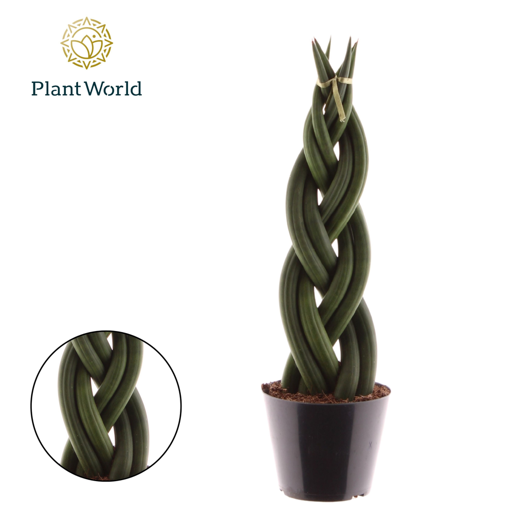 Sansevieria cylindrica 'Twist'.