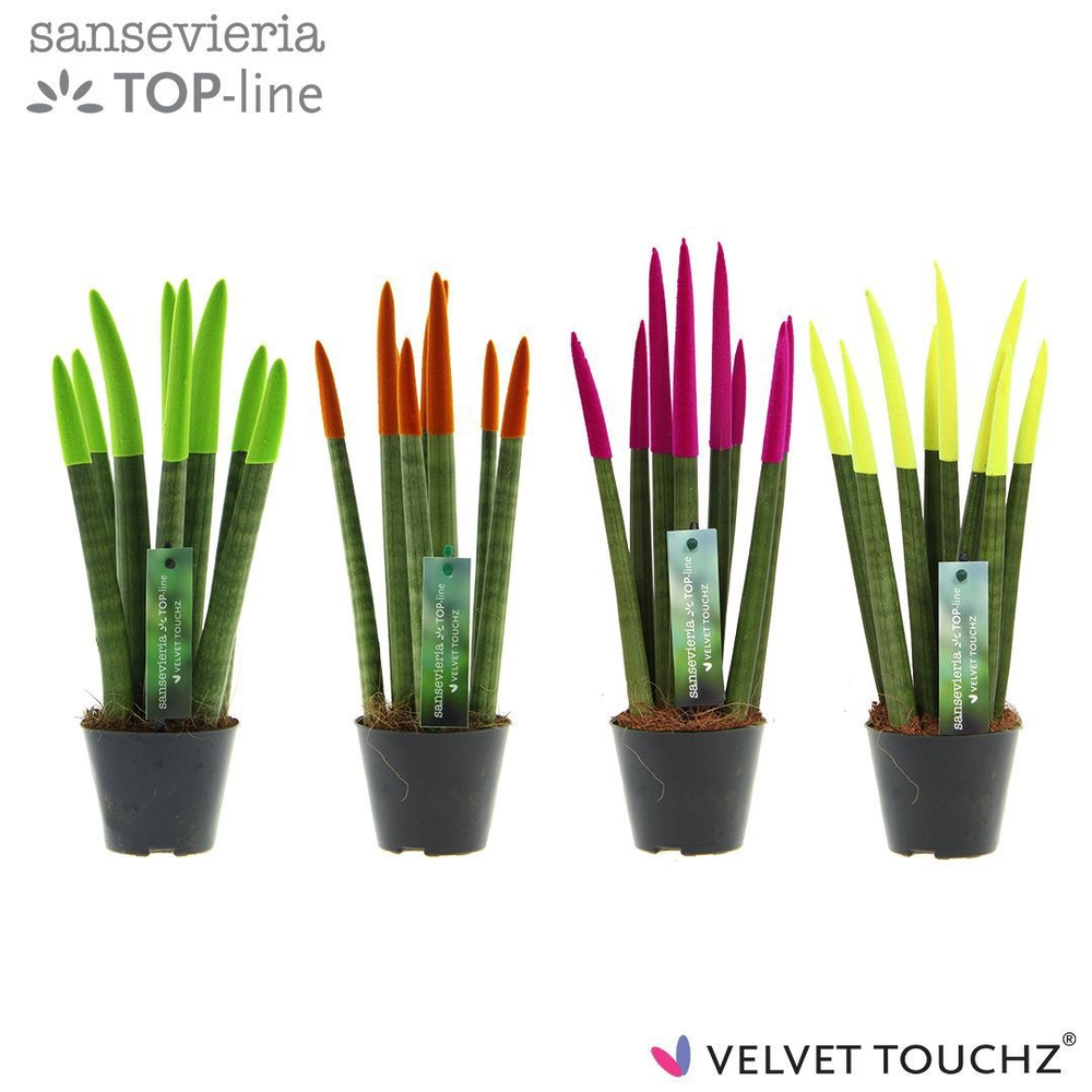 Sansevieria VELVET TOUCHZ® Mix Neon.