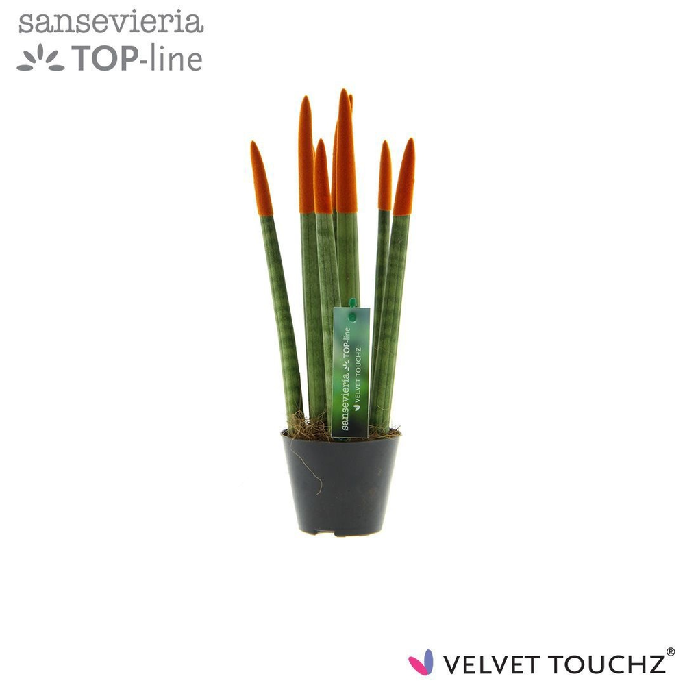 Sansevieria VELVET TOUCHZ® Oranje.