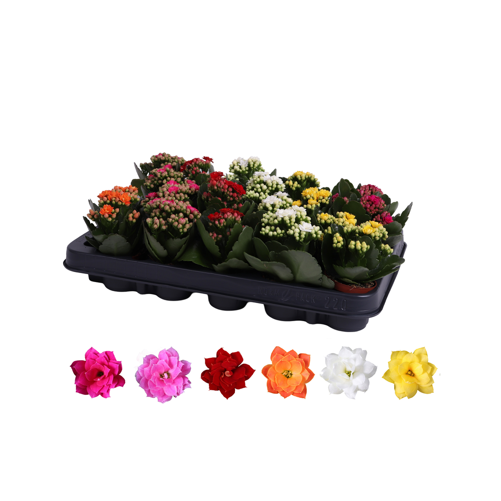 Kalanchoe Rosalina 06cm mix, zonder hoes.