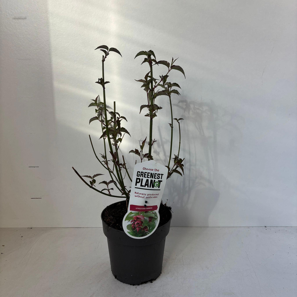Leycesteria formosa.