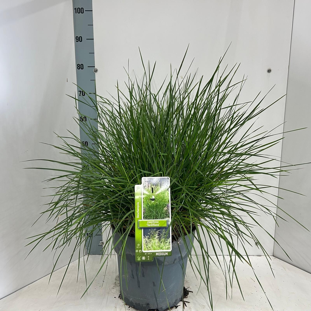 Deschampsia cespitosa 'Tardiflora'.