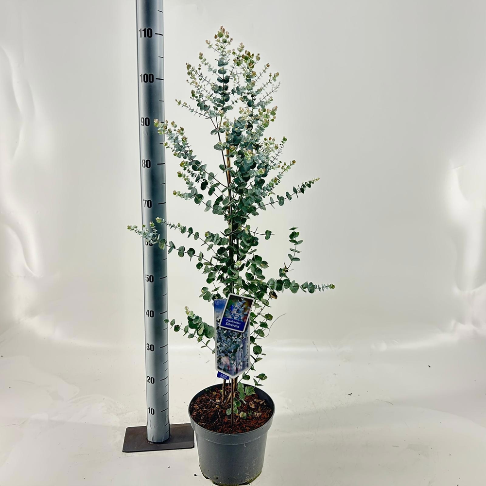 Eucalyptus gunnii Silverana ('Ion40'PBR).
