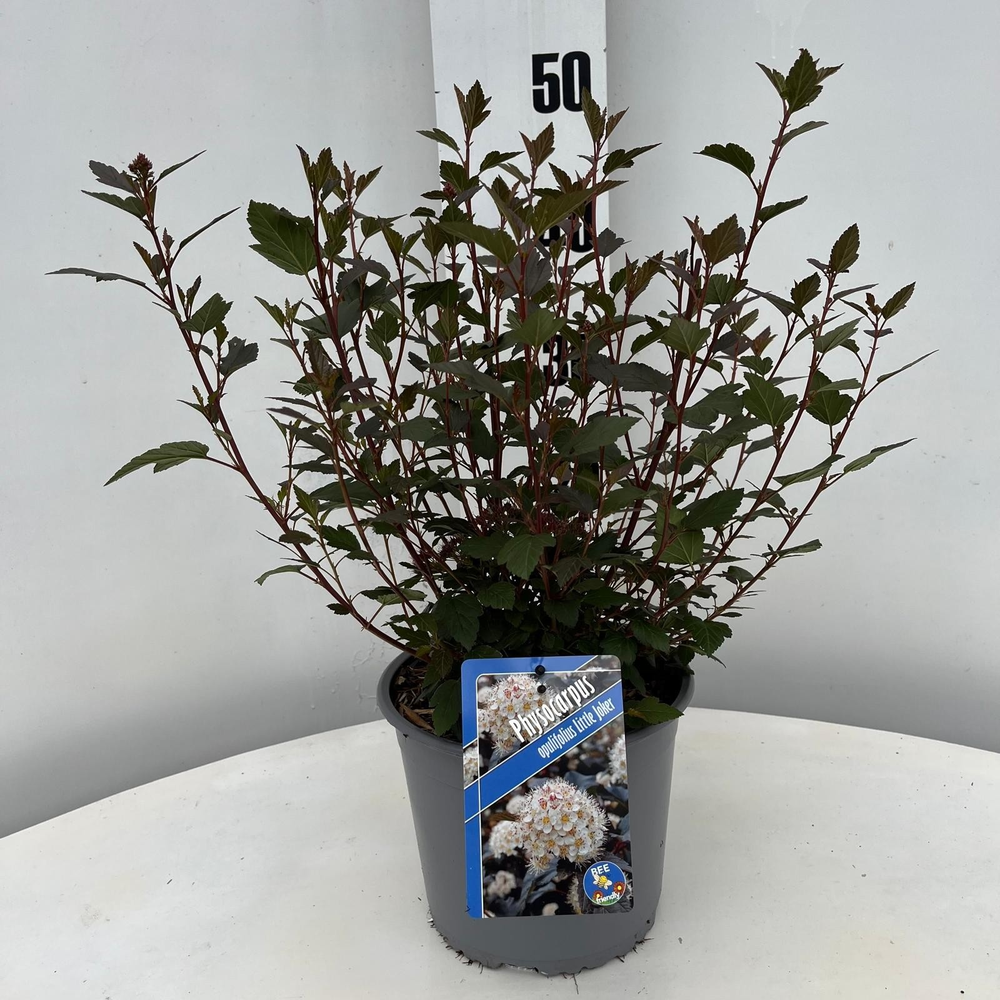 Physocarpus opulifolius Little Joker ('Hoogi021'PB.