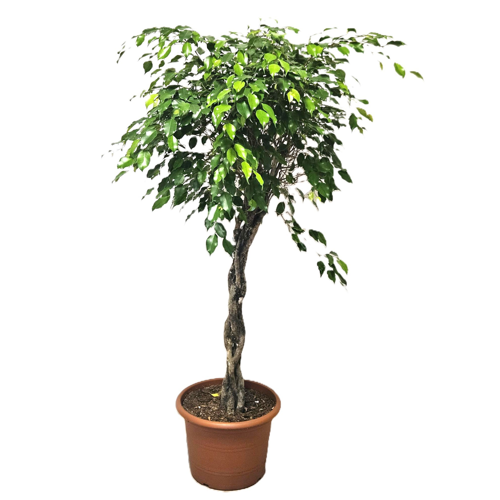 Ficus Exotica.
