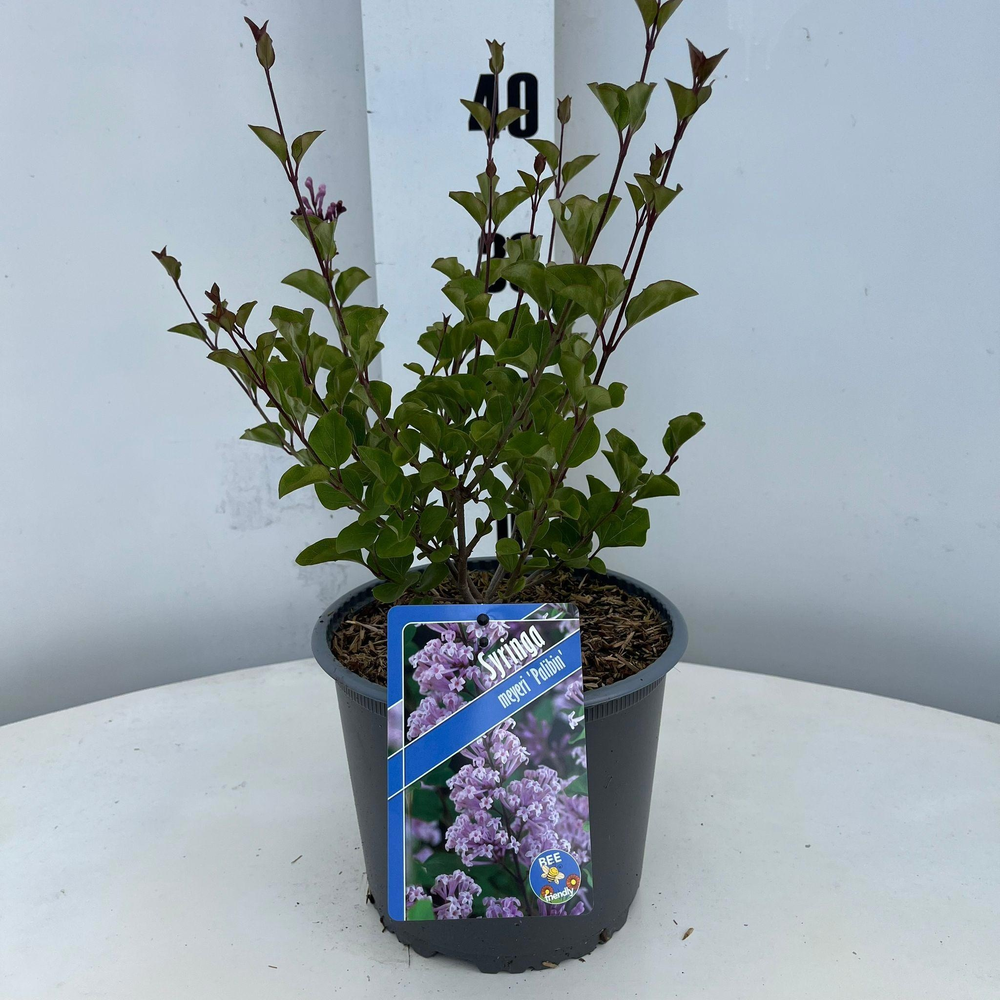 Syringa mey. 'Palibin'.