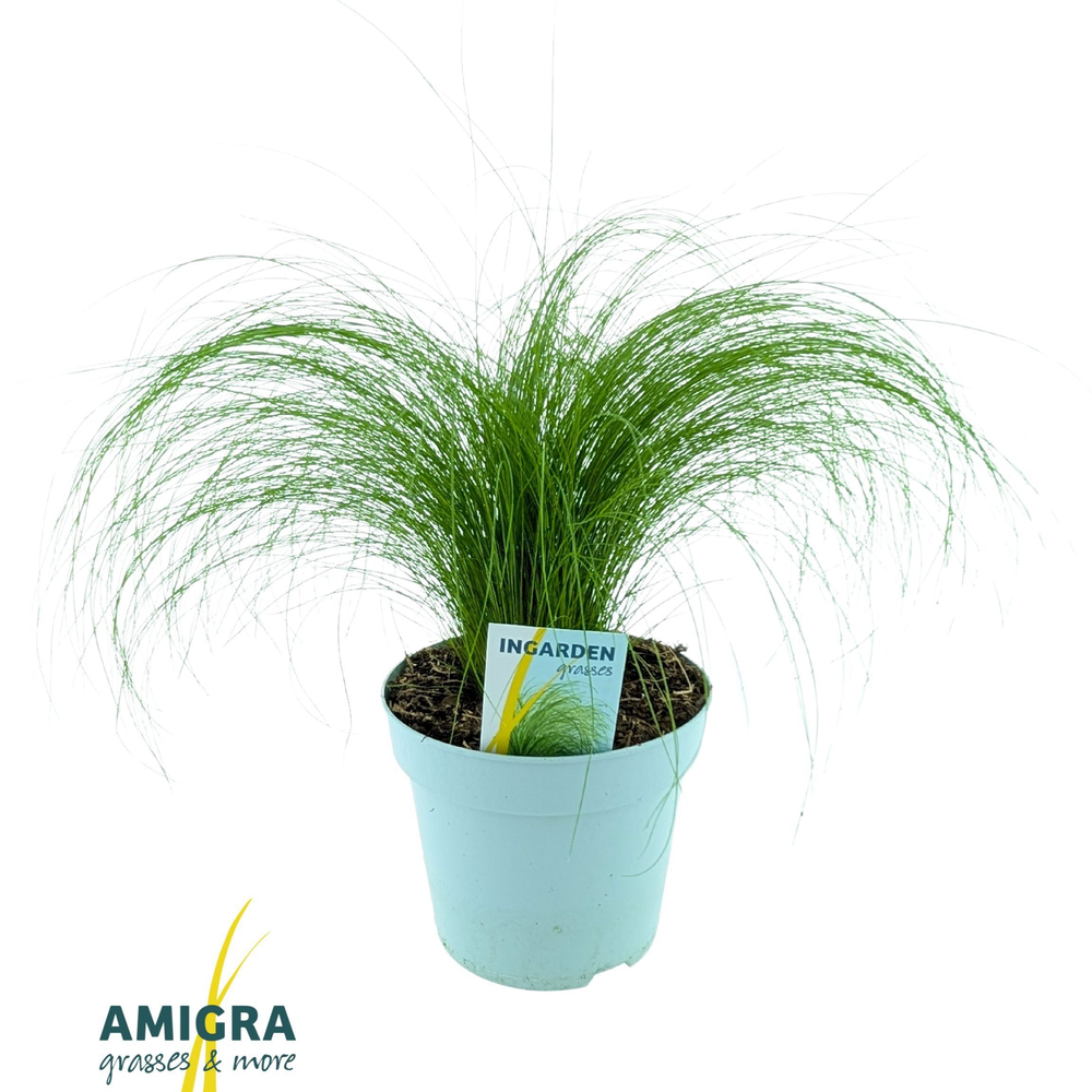 Stipa ten Ponytails.